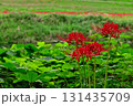 田んぼの畦に咲く彼岸花 131435709