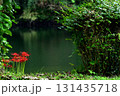 水辺に咲く彼岸花 131435718