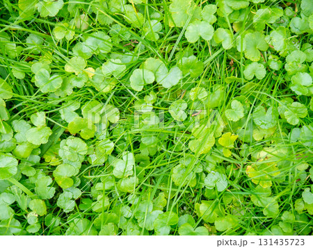 Background from small leaves of a small plant. Soft green grass in the park. Gently green background. 131435723