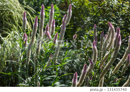 セロシア 131435740