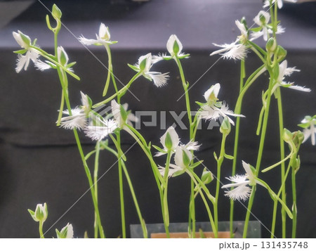 サギソウ 131435748