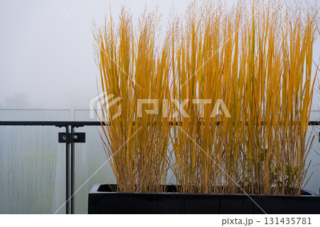 Tall yellow ornamental grass in a black planter placed on a fog-covered balcony in autumn 131435781