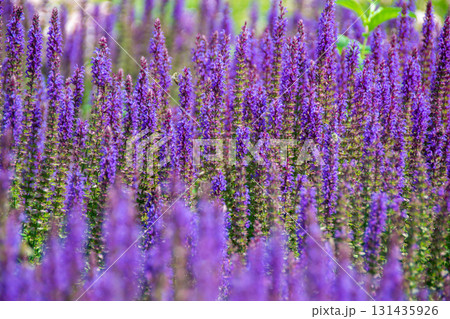 purple lavender flower field under the sun inside garden. High quality photoBlooming macro lavender flower. Violet spring and summer flower. High quality photo purple lavender flower field under the sun inside garden. High quality photoBlooming macro lavender flower. Violet spring and summer flower. High quality photo 131435926