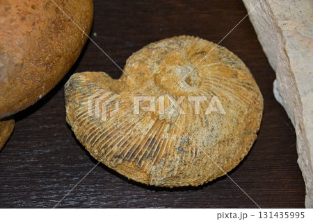 fossil trilobite imprint in the sediment. 3.6 Billion Year old Trilobite. Dinosaur skeleton in ground stone Fossil Tyrannosaurus archaeological excavations. 131435995