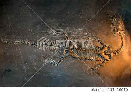 fossil trilobite imprint in the sediment. 3.6 Billion Year old Trilobite. Dinosaur skeleton in ground stone Fossil Tyrannosaurus archaeological excavations. 131436010