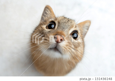 Adorable portrait of a cute gerbil with whiskers and fur - small pet animal. Adorable portrait of a cute gerbil with whiskers and fur - small pet animal. 131436148