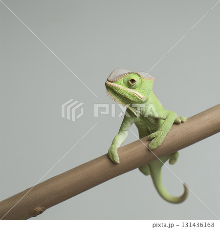 Chameleon reptile showcasing green scales on branch, a unique animal in nature and wildlife photography. 131436168