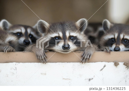 Curious raccoon wildlife with playful, cute mammals exploring nature and forest. 131436225