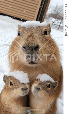 Capybara family enjoying the snow outdoors, showcasing nature and wildlife in winter fun 131436233