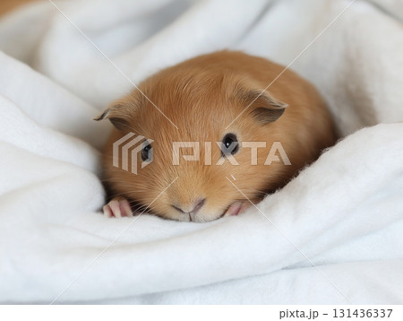 Adorable guinea pet, an adorable furry and cute rodent, small animal mammal cuddly and fluffy 131436337