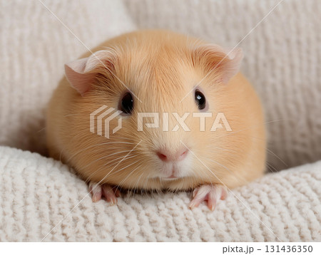 Adorable guinea pet with cute closeup showcasing small fur animal creature mammal Adorable guinea pet with cute closeup showcasing small fur animal creature mammal 131436350