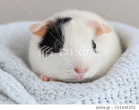 Adorable guinea pig with fluffy fur, a small, curious animal in a cozy setting 131436352