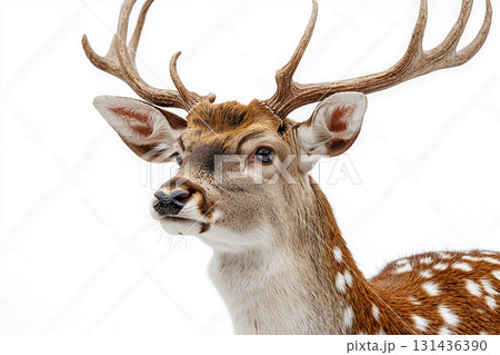 Majestic deer with antlers in the wildlife nature, a stunning animal in the forest. 131436390