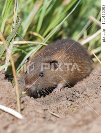 Rodent wildlife in nature: a small brown animal outdoors in a natural field habitat Rodent wildlife in nature: a small brown animal outdoors in a natural field habitat 131436398