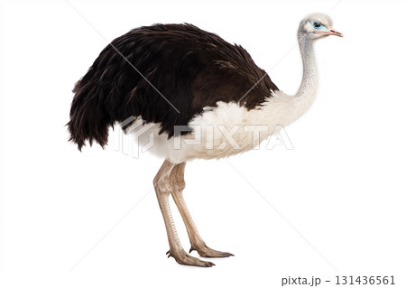 Ostrich bird with feathers in wildlife setting, showcasing animal nature and avian plumage. Ostrich bird with feathers in wildlife setting, showcasing animal nature and avian plumage. 131436561
