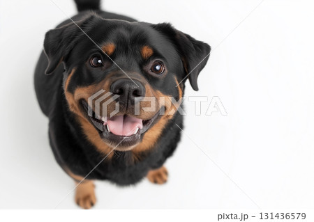 Rottweiler pet dog with a happy smile, cute and playful puppy animal Rottweiler pet dog with a happy smile, cute and playful puppy animal 131436579