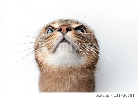 Abyssinian cat with whiskers, a cute pet animal, closeup of nose and eyes Abyssinian cat with whiskers, a cute pet animal, closeup of nose and eyes 131436581
