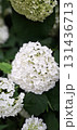 White green hydrangea blooms natural vertical floral wallpaper 131436713