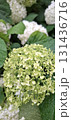 Vertical photo green white hydrangea blooms, soft focus natural earth tone background 131436716