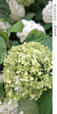 Vertical photo green white hydrangea blooms, soft focus natural earth tone background 131436716