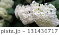White hydrangea flowers, soft light natural background for floral wallpaper 131436717