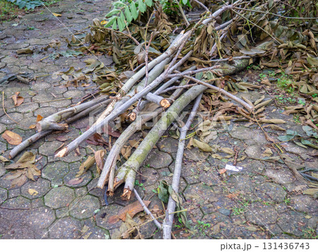 Brushwood on the ground. Work of landscaping services. Gardening. The cut branches are stacked before removal.  Improvement of the park 131436743