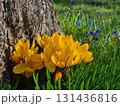 Spring flowers 131436816