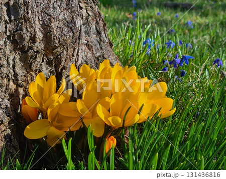 Spring flowers Spring flowers 131436816