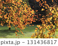 Autumn leaves 131436817