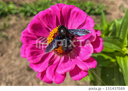 Black carpenter bee collecting nectar from a vibrant pink zinnia flower on a sunny day. Black carpenter bee collecting nectar from a vibrant pink zinnia flower on a sunny day. 131437089