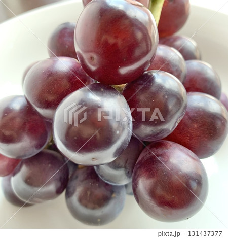 写真素材　美しく光っている秋の味覚ピオーネ　 131437377