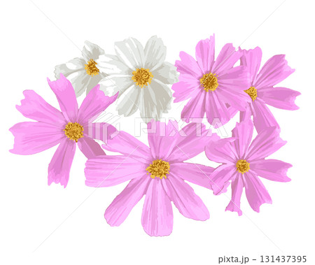 リアルなコスモスのイラスト 131437395