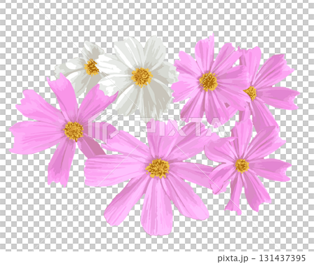 リアルなコスモスのイラスト 131437395