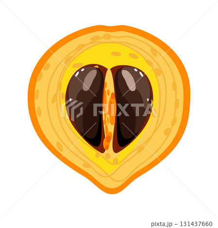 Canistel slice is a egg fruit sweet tropical plant vector illustration 131437660