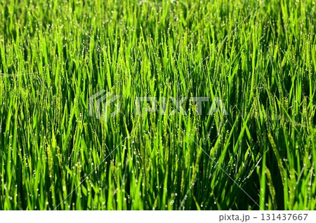 朝露が付いた出穂期の稲 131437667