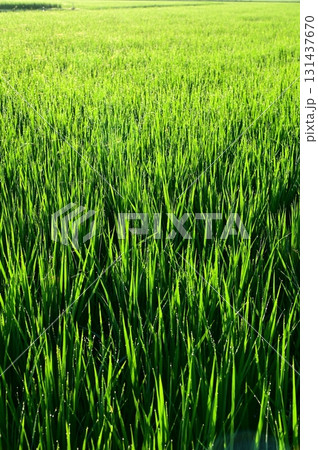 朝露が付いた出穂期の稲 朝露が付いた出穂期の稲 131437670