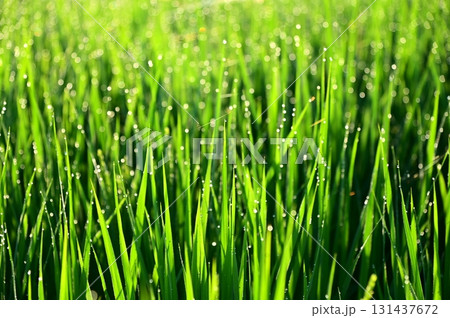 朝露が付いた出穂期の稲 131437672