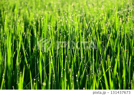 朝露が付いた出穂期の稲 朝露が付いた出穂期の稲 131437673