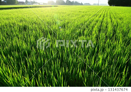 朝露が付いた出穂期の稲 131437674