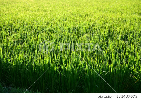 朝露が付いた出穂期の稲 131437675