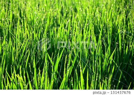 朝露が付いた出穂期の稲 131437676