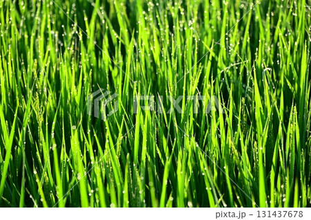 朝露が付いた出穂期の稲 131437678