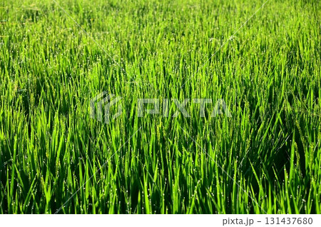 朝露が付いた出穂期の稲 131437680