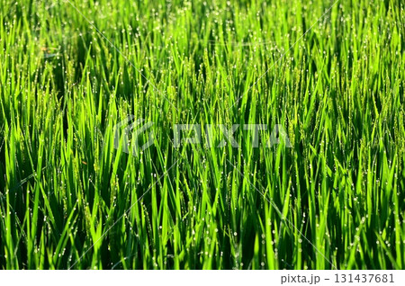 朝露が付いた出穂期の稲 131437681