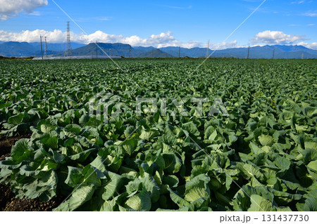 キャベツ畑　上越から尾瀬方面の山並　赤城高原　昭和村 131437730