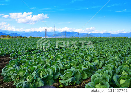 キャベツ畑　上越の山並　赤城高原　昭和村 131437741
