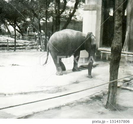 昭和1283 131437806