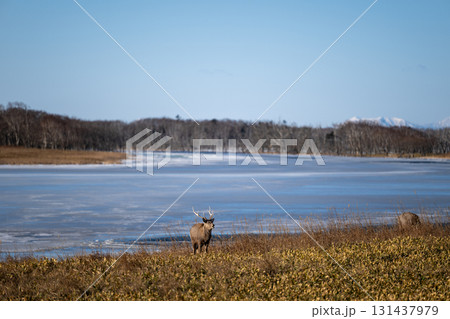 エゾシカの冬景色 野付半島 131437979