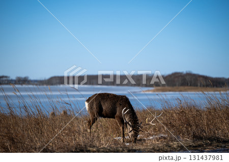 エゾシカの冬景色 野付半島 131437981