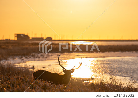 北海道、野付半島の朝焼けに浮かぶエゾシカの風景 131438032